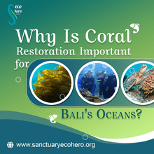Why Is Coral Restoration Important For Bali’s Oceans?