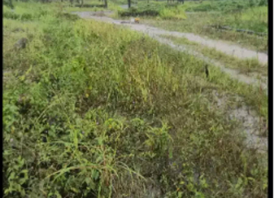 Dijual Tanah Kavling Tubagus Sindangheula Serang Dekat Kampus UNTIRTA Harga di bawah Pasar photo 3