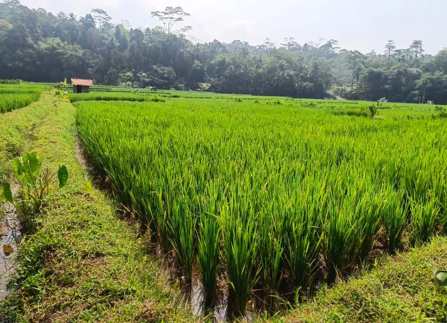 Dijual Cepat Tanah Siap Pakai Dekat Jalan Besar Di Rancamaya photo 2