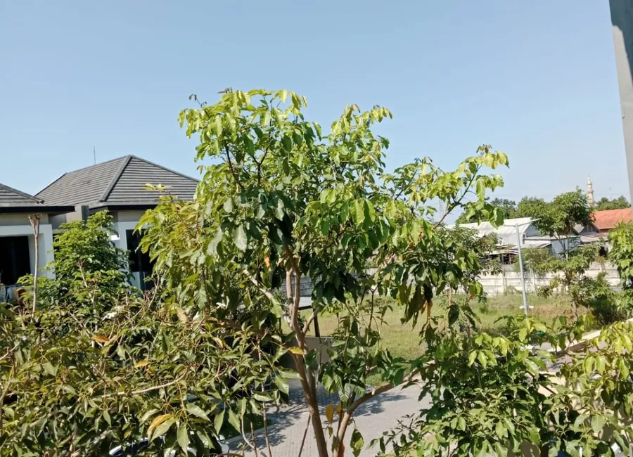 Jual Rumah Cantik Citraland New Minimalis 2 Lantai Woodland WL 20 [iv] photo 2