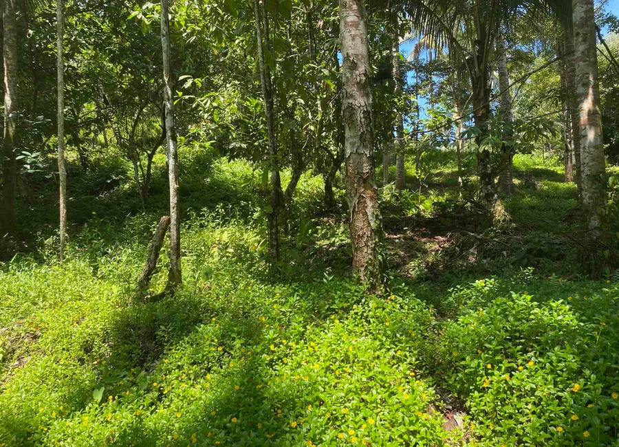 dijual atau disewakan tanah di wanagiri kauh tabanan bali photo 5