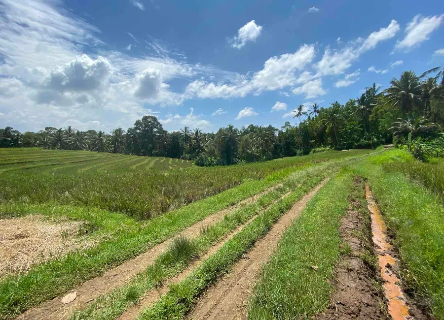 dijual atau disewakan tanah di wanagiri kauh tabanan bali photo 4
