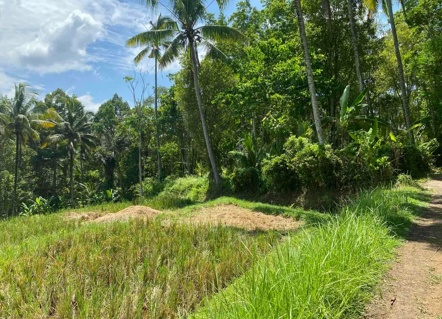 dijual atau disewakan tanah di wanagiri kauh tabanan bali photo 3